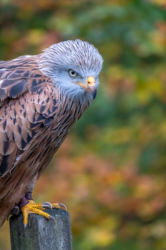 A red kite perched on a wooden fence post.