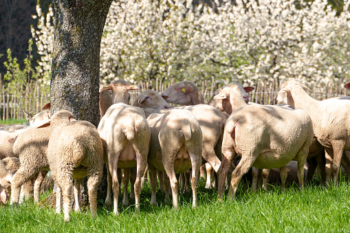 Flock of sheep on the Swabian Alb in Germany.