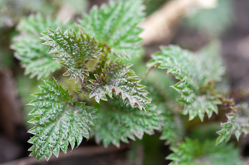 Fresh nettle (Urtica dioica) in spring. Young nettle leaves close-up.