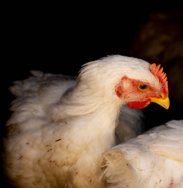 istock White broiler chicken looking curiously at the camera 2149367075
