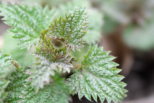 Fresh nettle (Urtica dioica) in spring. Young nettle leaves close-up.