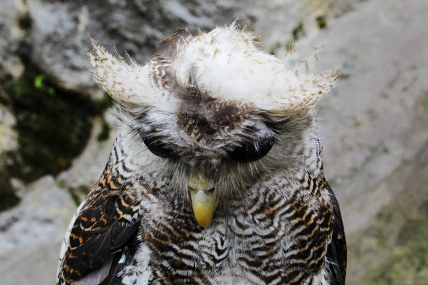 istock The Indian eagle-owl, also called the rock eagle-owl or Bengal eagle owl, 2149368076