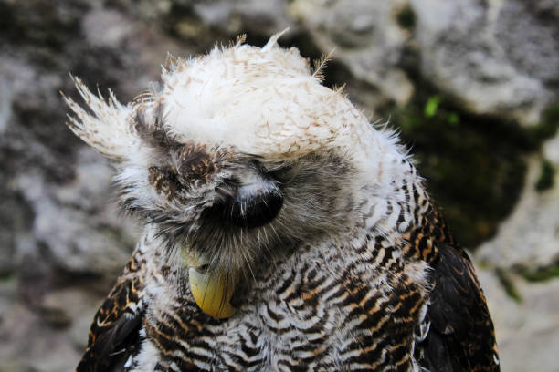The Indian eagle-owl, also called the rock eagle-owl or Bengal eagle owl, (Bubo bengalensis) - a species of large horned owl found in the Indian Subcontinent.