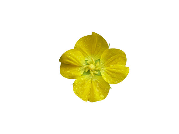 istock Ludwigia octovalvis or Mexican primrose willow 2149368424