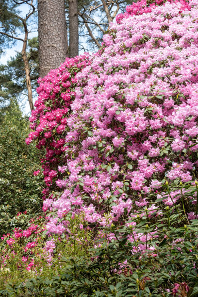 istock Flower of a rhododendron in May 2149368931