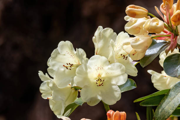 istock Flower of a rhododendron in May 2149369051