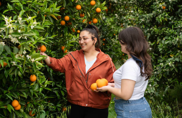 istock Young woman working in an orange tree field 2149371657