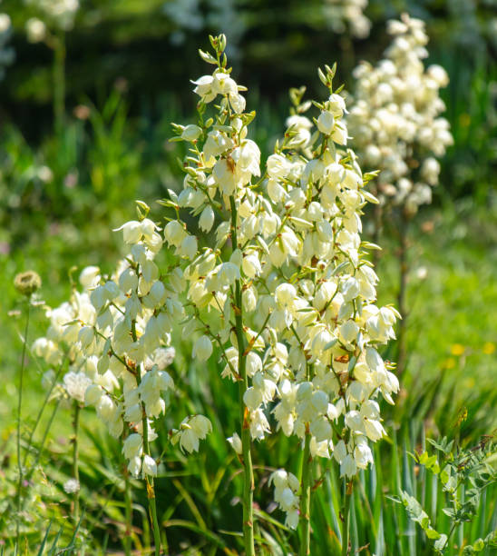 istock Yucca filamentosa blooms in the park 2149372397