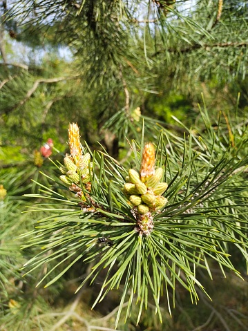 pine blossomed young flower stalks in spring