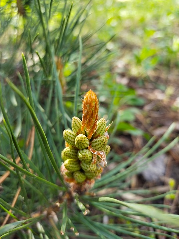 pine blossomed young flower stalks in spring