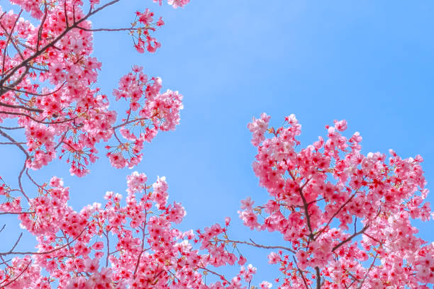 istock Pink cherry blossom or sakura with blue sky background 2149372774