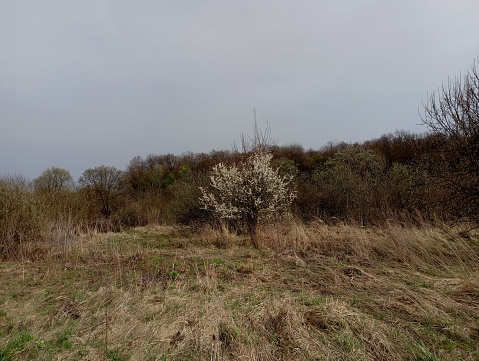 In the center of the photo, an apple tree blossomed against the background of a leafless spring forest with bare trees and bushes. dried autumn grass in the foreground.