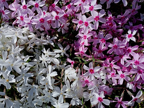 Texture of creeping phlox flowers of two colors pink and white. Background of mountain moss with flowers.