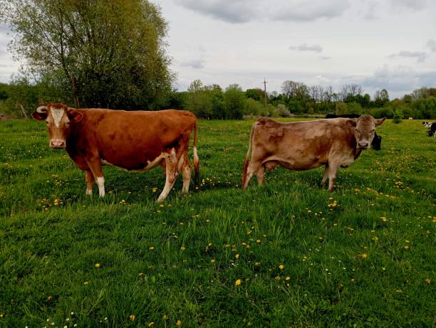 istock Two red cows stand with their backs to each other in a pasture and look in one direction. Landscape with cows on a pasture grazing on young green grass. Topics of farming and animal husbandry and care of cattle. 2149373449