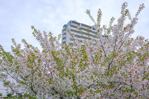 Blooming Cherry tree in front of modern apartment building in residential area.