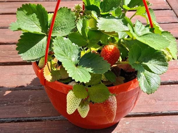 istock Strawberry plant with strawberry fruits. 2149373556