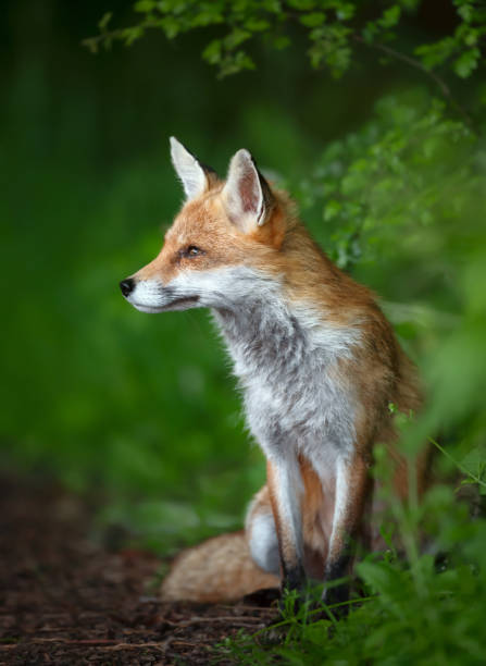 istock Portrait of a red fox cub sitting in a forest 2149374043