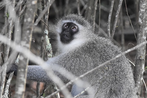 Portrait of vervet monkey, Chlorocebus pygerythrus, looking up. Western Cape, South Africa