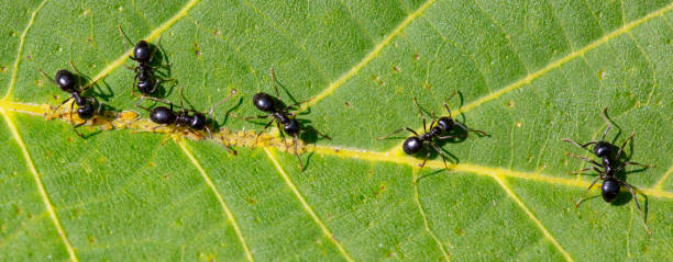 istock Aphid ants on a green leaf of a tree. Macro 2149374671