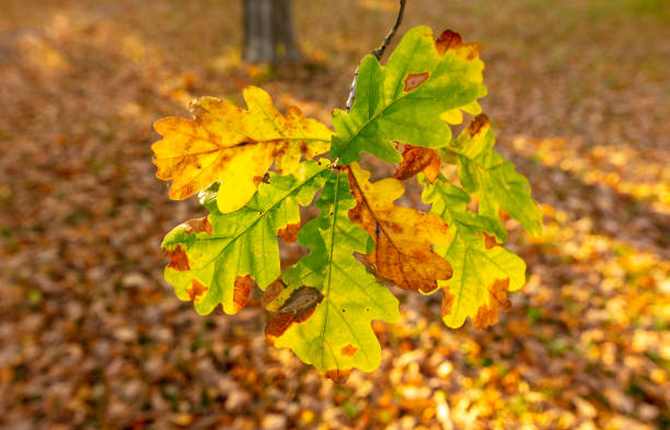 istock Autumn oak leaves in the park. Nature. 2149374768