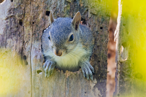 American Gray Squirrel coming out of a tree.