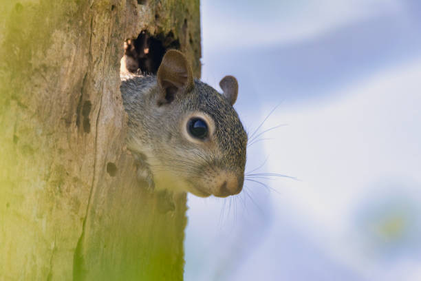 istock An American Gray Squirrel climbing out of a hole. 2149376162