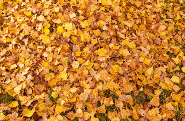 Fallen leaves from a tree on the ground as a background. Autumn.
