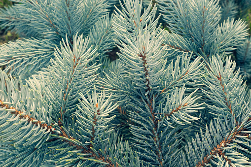 Background from blue spruce needles. Texture from young spruce branches for publication, design, poster, calendar, post, screensaver, wallpaper, card, banner, cover, website. High quality photography