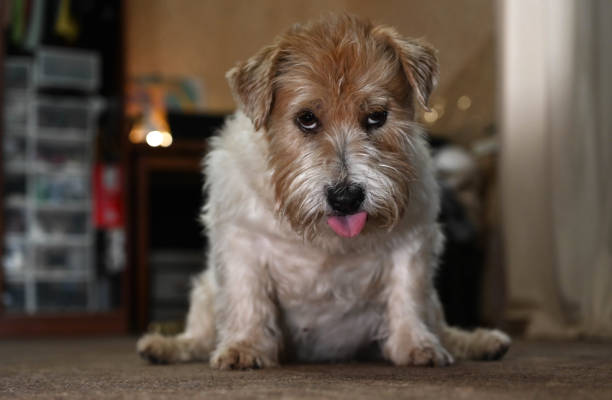 istock cute dog sits on the carpet and makes faces 2149376887