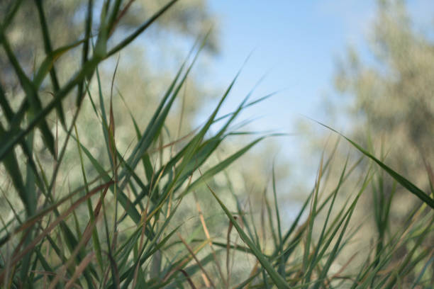 Sedge grass with blue sky as background. Marram grass as backdrop for publication, poster, calendar, post, screensaver, wallpaper, cover, website. High quality photography