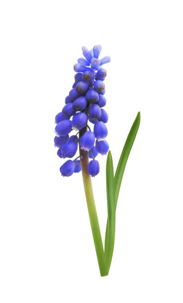 istock Muscari flower isolated on white 2149378088