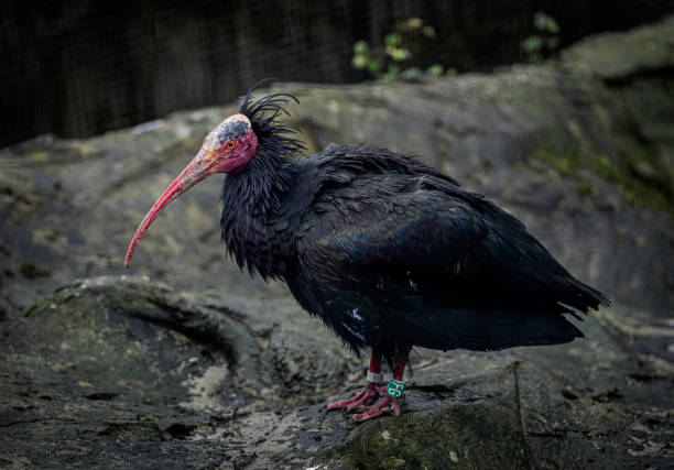 istock Northern Bald Ibis Vulture Bird 2149378372