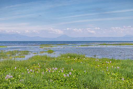 Water hyacinths covering the coast line of Lake Toba in the northern part of Sumatra