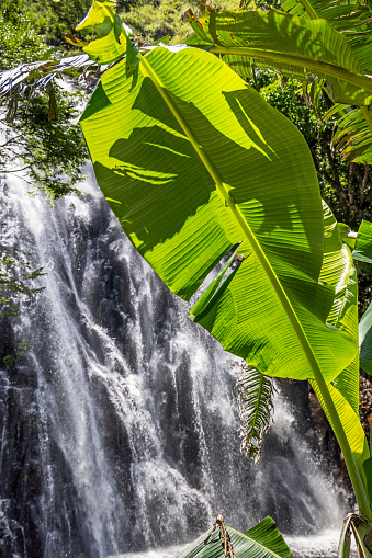 Lush leaf in front of the cascading waterfall Efrata in the Samosir region in Northern Sumatra is one of the most impressive waterfalls in Sumatra and is easy accessible for tourists