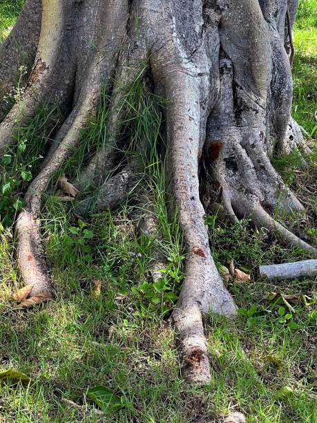 istock a photography of a bear sitting under a tree in the grass. 2149380816