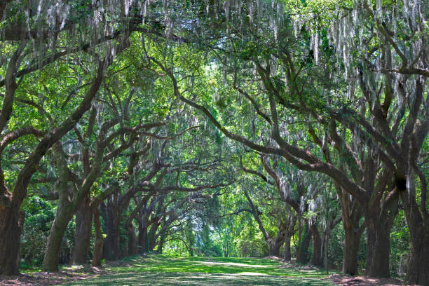 istock Avenue of Oaks 2149380919