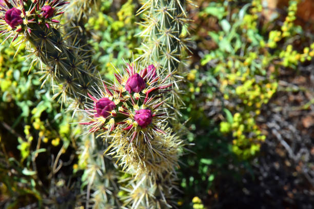 istock Cholla buds cactus, Close up, Sonora Desert, Mid Spring 2149381309