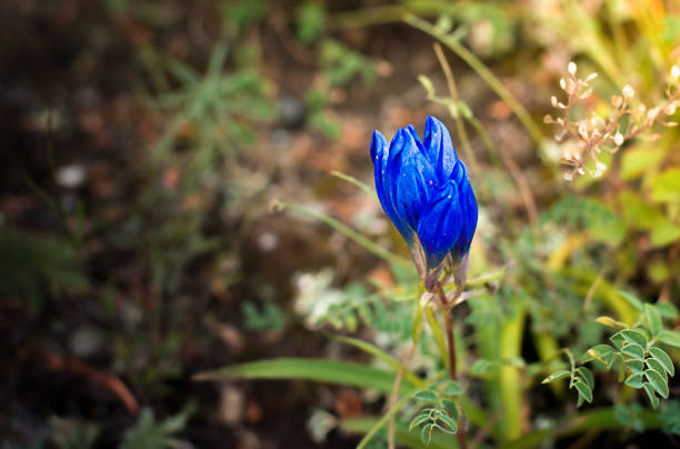 Wild purple gentian bellflower plants blooming on a sunny mountain side, bathed in warm sunlight and natural light