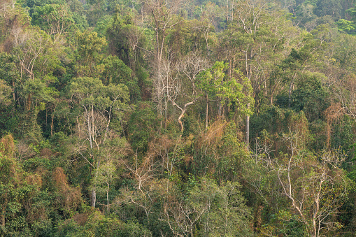 Tropical Rainforest in Xishuangbanna, Yunnan Province