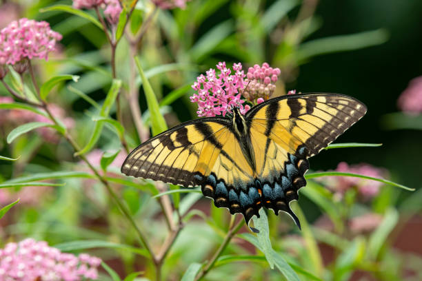 östlicher tiger-schwalbenschwanz-schmetterling auf sumpf-wolfsmilch-wildblume. insekten- und naturschutz, lebensraumerhaltung und hinterhof-blumengartenkonzept. - schwalbenschwanzfalter stock-fotos und bilder