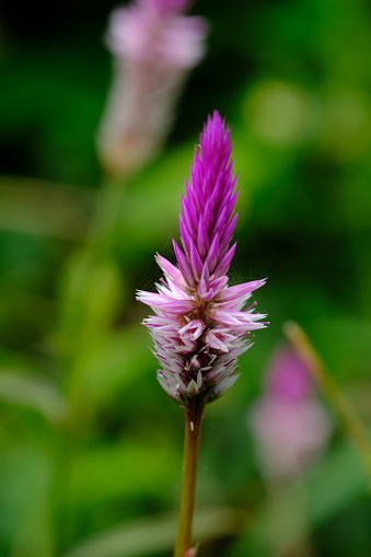 Boroco is a herbaceous plant originating from tropical areas, and is known for its very bright colors. Celosia argentea