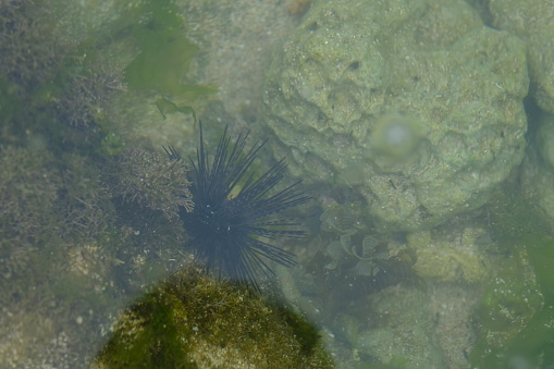 Sea urchins are round, spiny echinoderms in the class Echinoidea. sea urchin on tropical coral beach. seaweed and algae around sea urchins.
