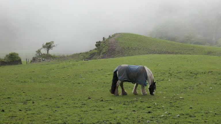 Amidst the ethereal fog, a horse wearing a blue blanket finds contentment in grazing. pan