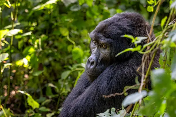 Maraya, an adult male blackback gorilla, gorilla beringei beringei, Bwindi Inpenetrable Forest, Uganda, a World Heritage site. Endangered species.