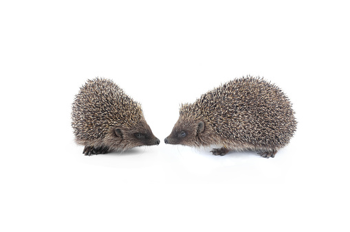 two hedgehog isolated on white background