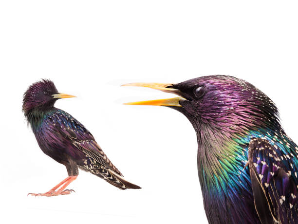 European Starling isolated on white background.