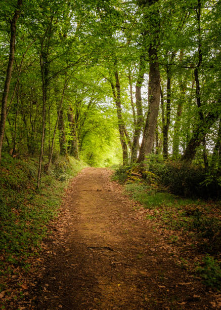 istock A woodland trail in the Dordogne in Spring 2149385560