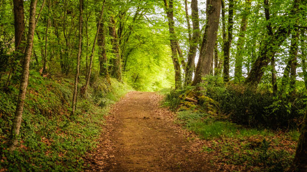istock A woodland trail in the Dordogne in Spring 2149385566