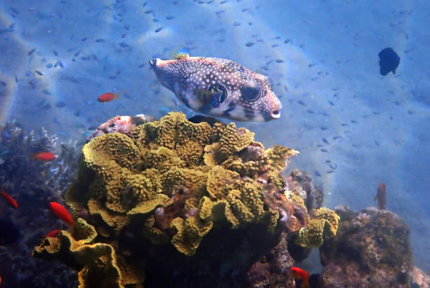 A single pufferfish drifts peacefully through the clear blue ocean, illuminated by soft sunlight from above. The minimal composition captures a sense of solitude, calm, and the gentle rhythm of marine life beneath the sea. Perfect for themes of nature, tranquility, and freedom.