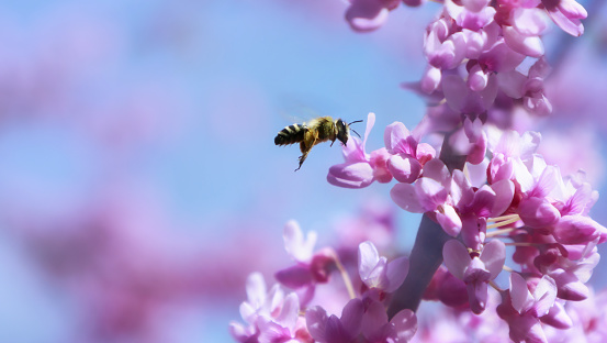 A bee in flight near pink flowers on a branch, collecting pollen against the sky. Selective focus
